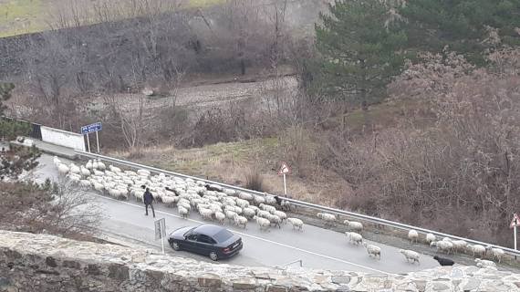 Ovce na cesti kod dvorca